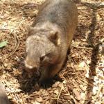Newcastle - Blackbutt Reserve 